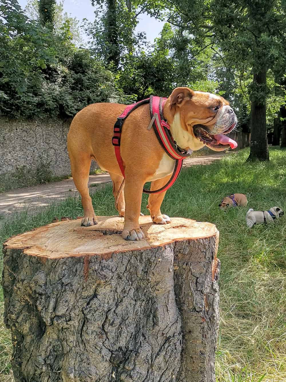 dog walker on tooting common bulldog on a log